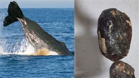 how to identify whale vomit.